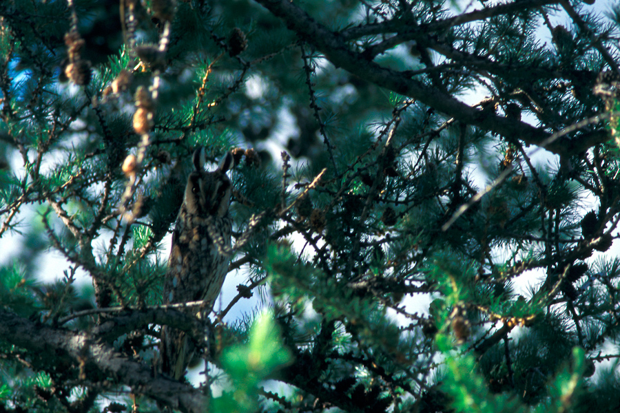 Camouflage du hibou moyen-duc