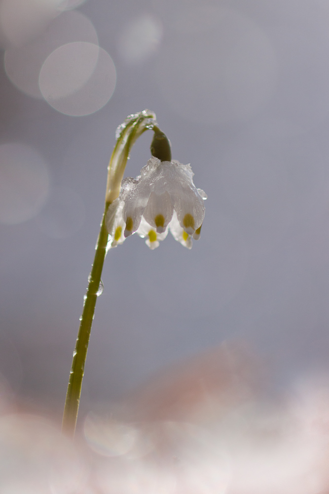 Nivéole après la neige