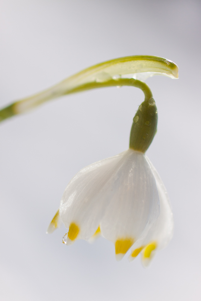 Nivéole après la neige