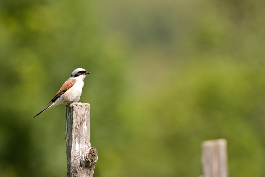 Pie-grieche ecorcheur male