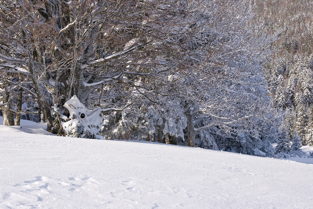 Affut hivernal de photographie animalière