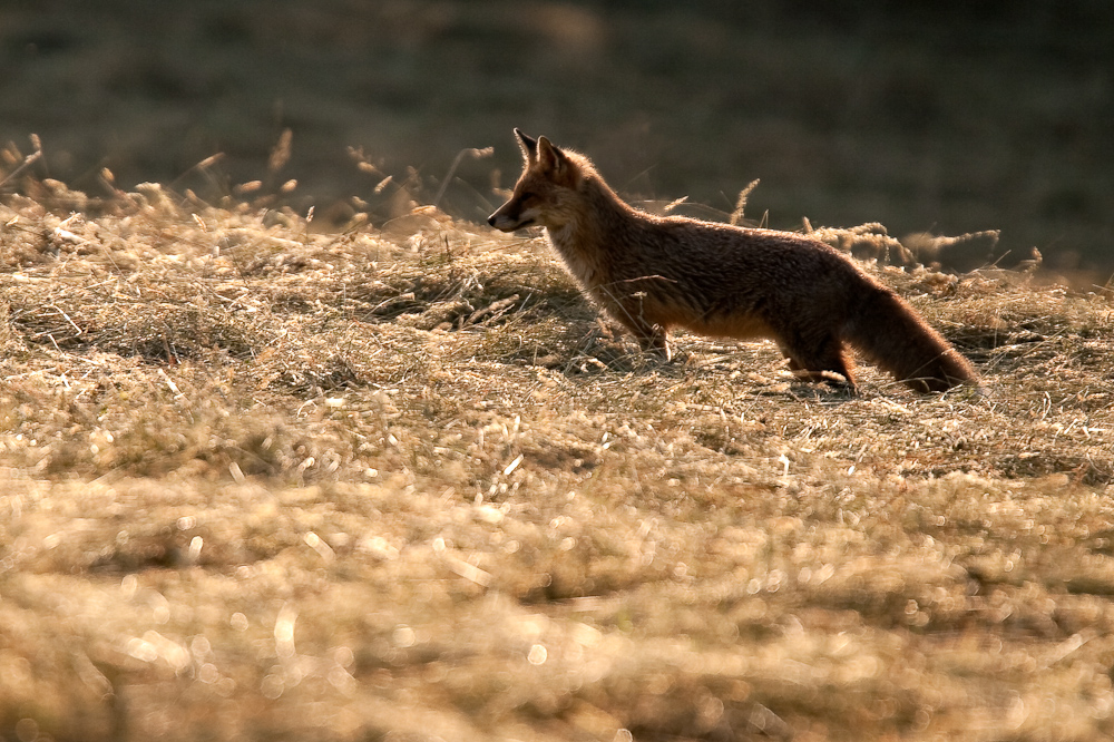 Renard roux chassant dans un pre fauche