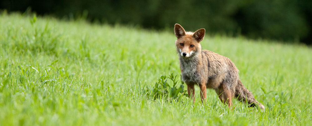 Renard curieux