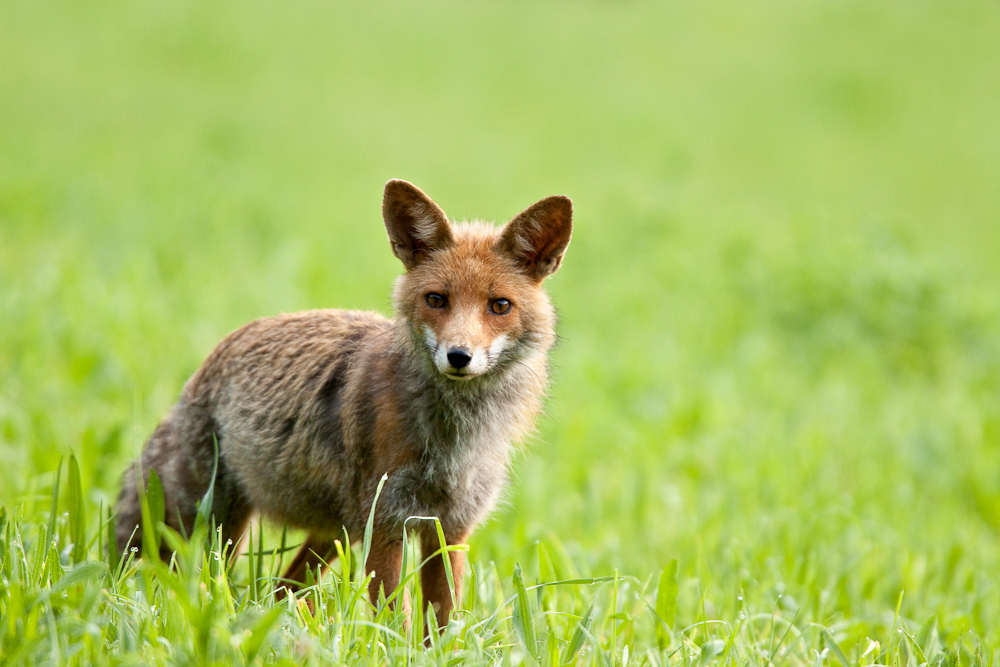 Renard curieux