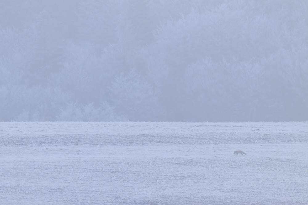 Renard mulotant dans la brume