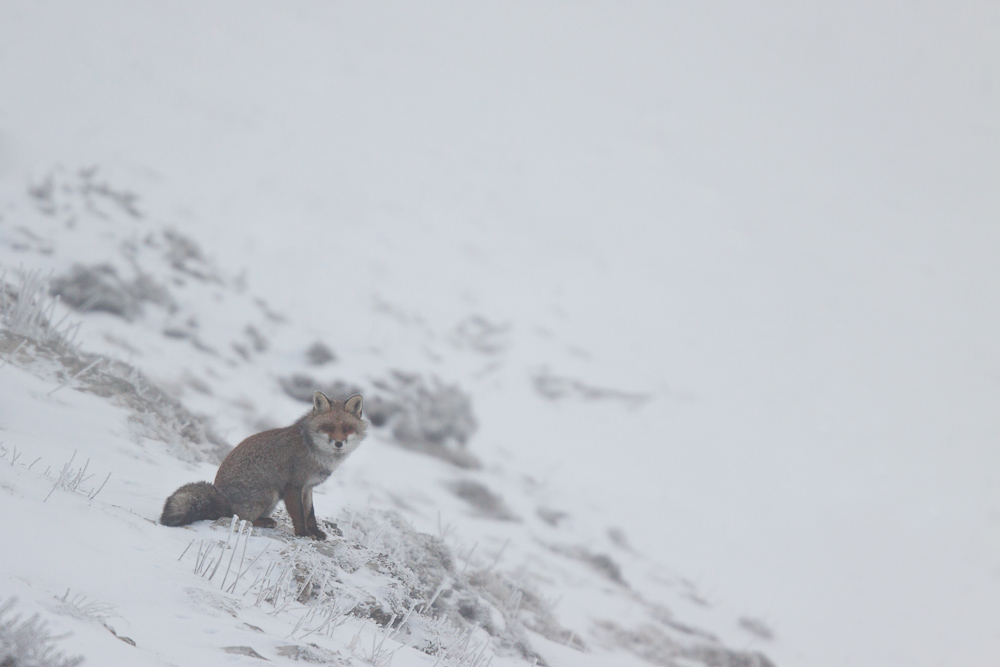 Renard en hiver