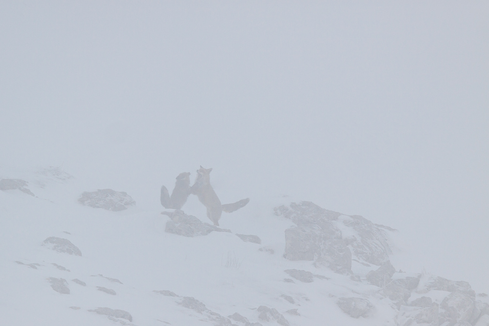 Couple de renard se battant en hiver pendant le rut