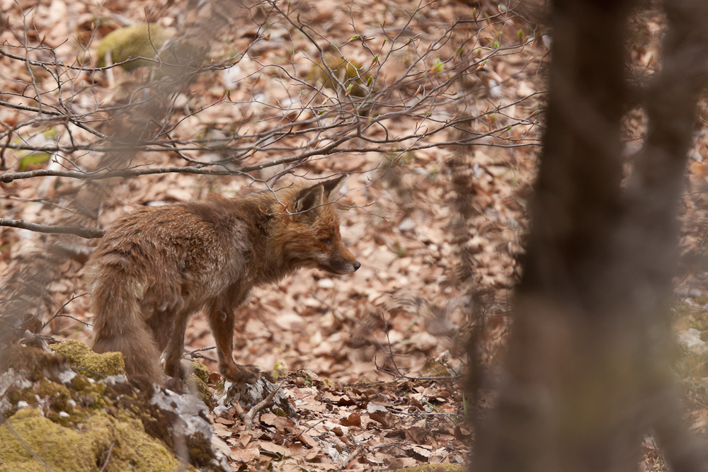 Renard en forêt