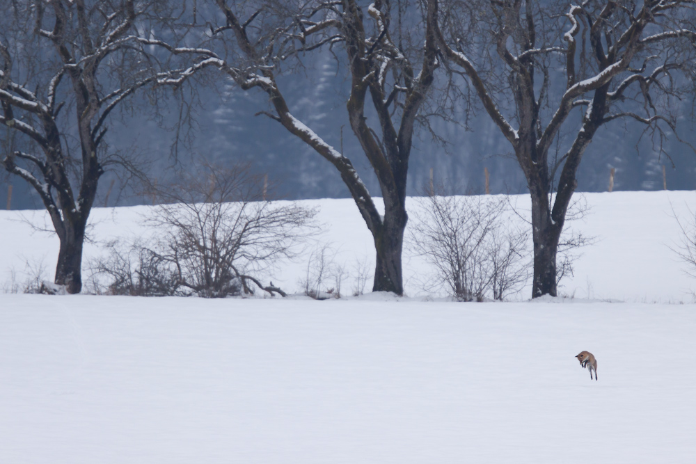 Renard bondissant dans la neige