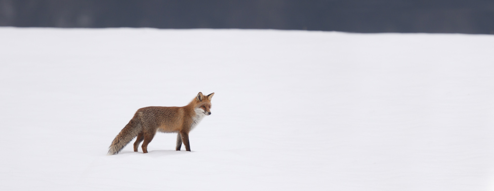 Renard chassant sur la neige