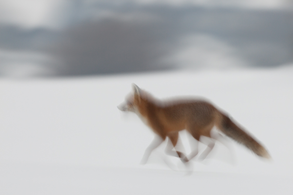 Poursuite de renards à l'aube pendant le rut