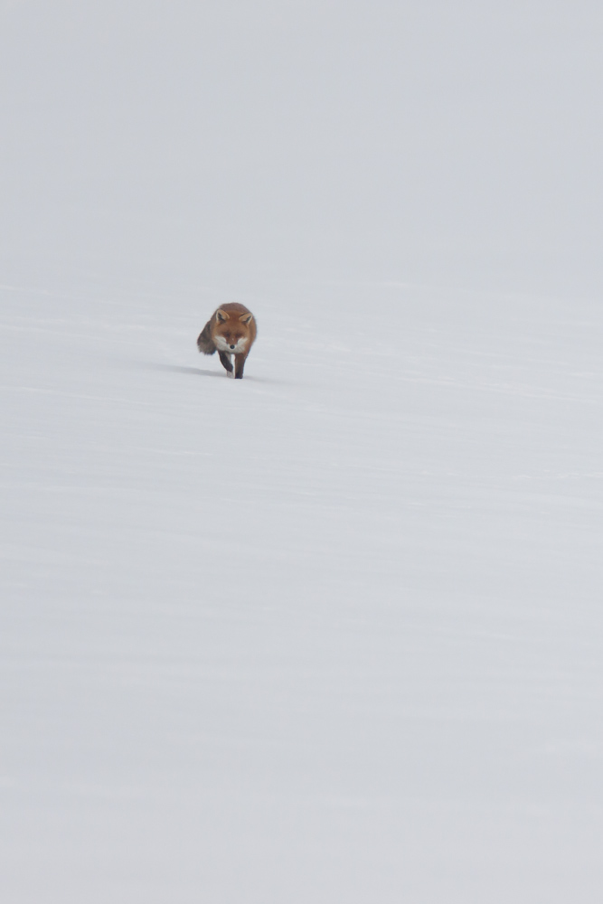 Renard chassant sur la neige