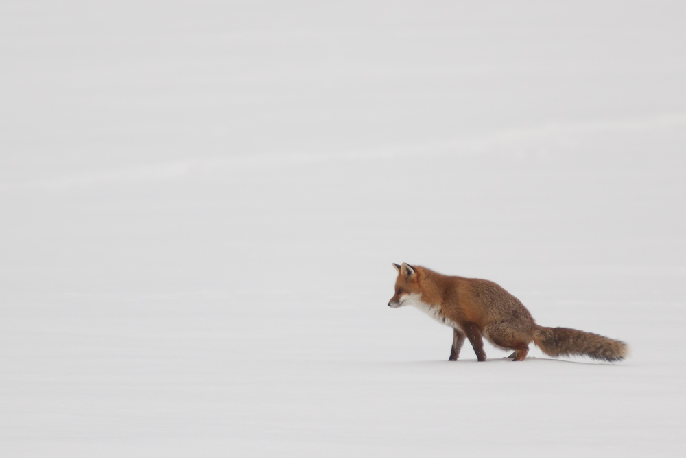 Renard marquant son territoire sur la neige