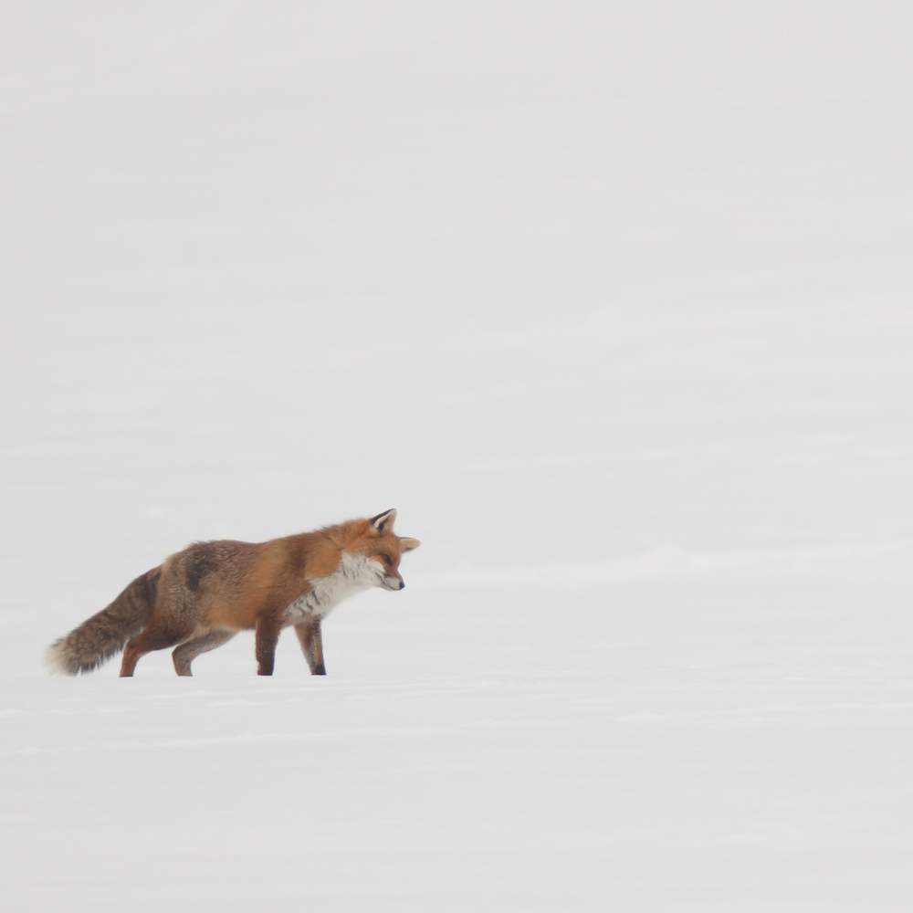 Renard chassant sur la neige