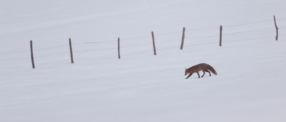Renard en chasse