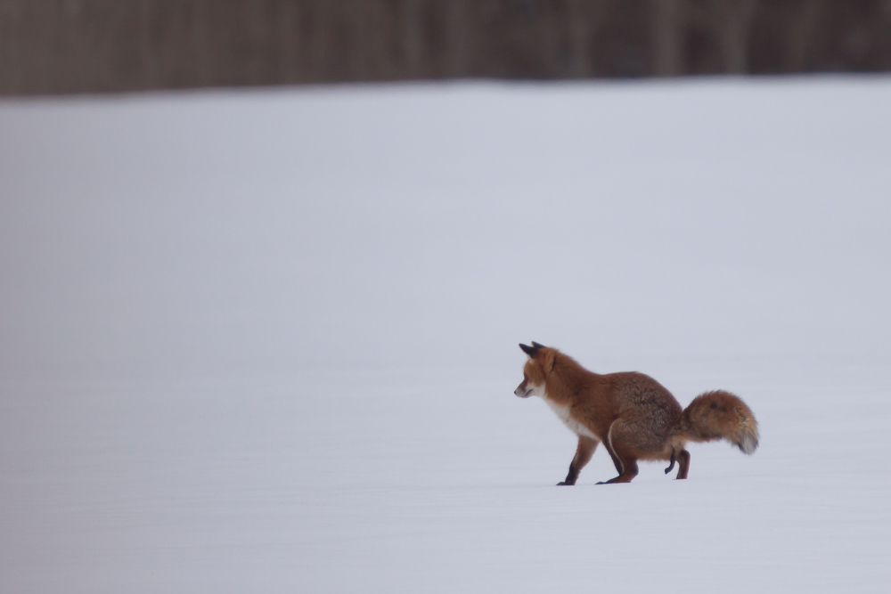 Renard marquant son territoire