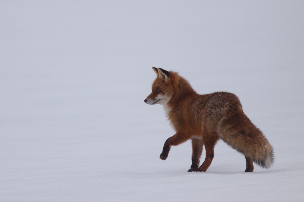 Renard intrigué