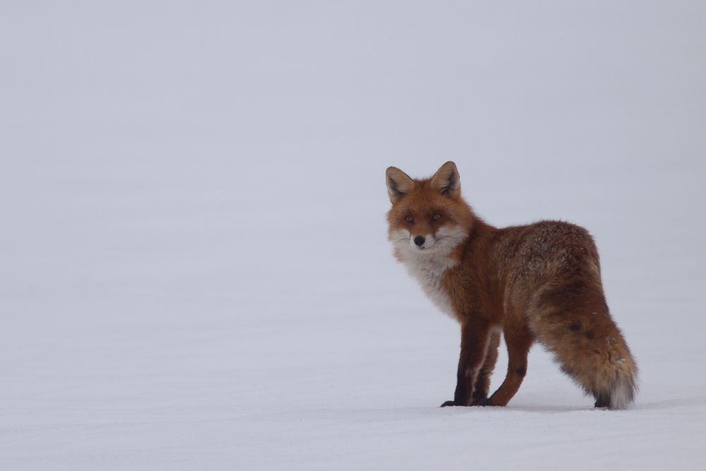 Le regard du renard