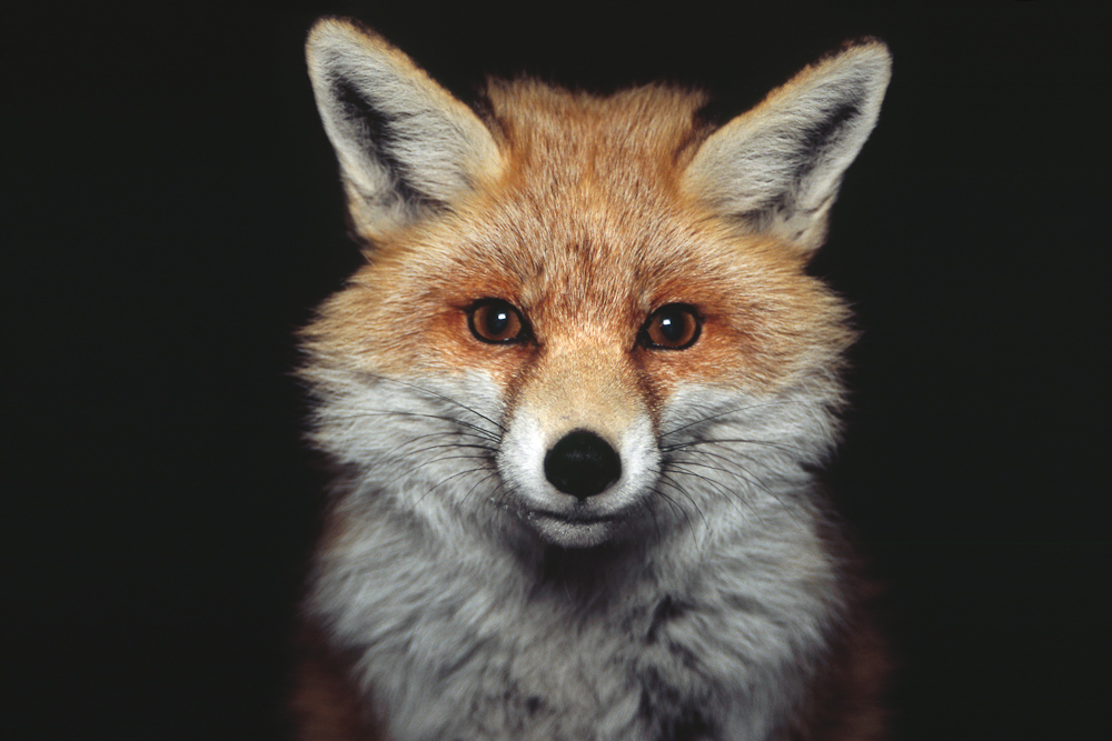 Portrait de renard