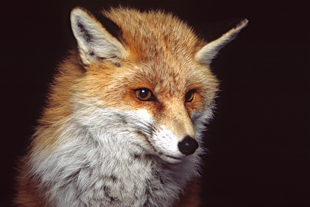 Portrait de renard