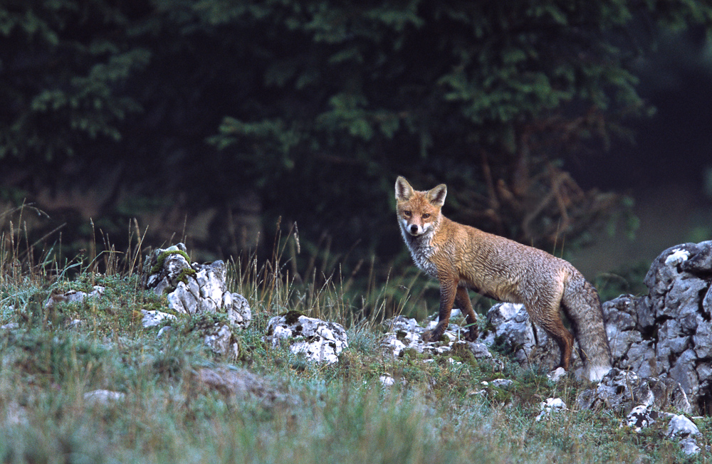 Renard roux