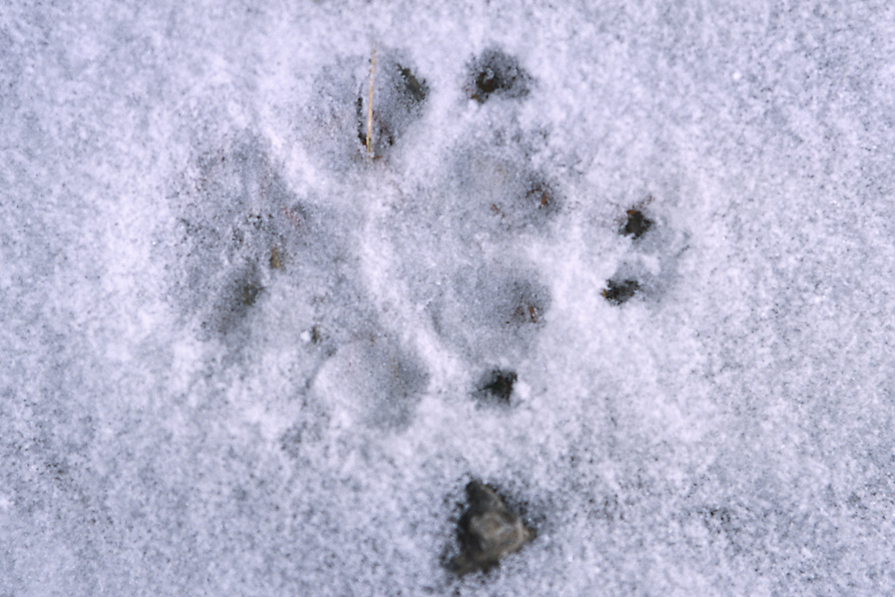 Trace de renard dans la neige