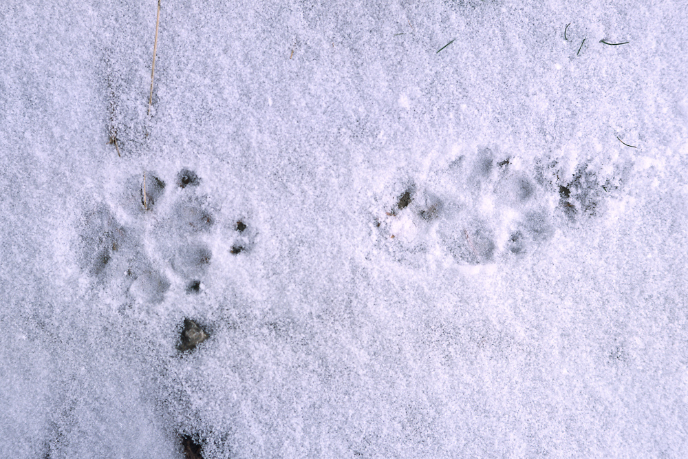 Trace de renard dans la neige