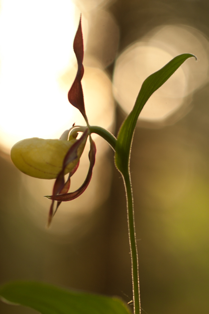 Fleur de Sabot de Venus