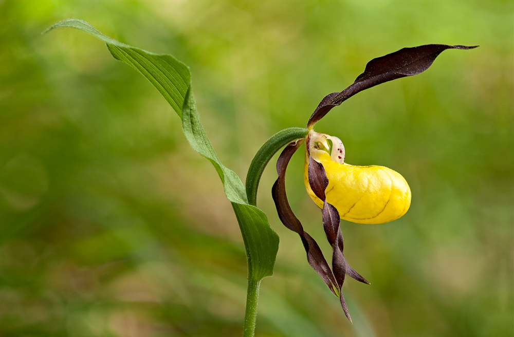 Fleur de sabot de Venus