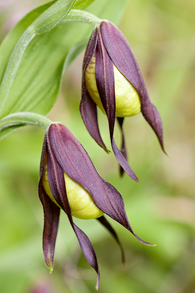 Sabot de Venus avant la floraison