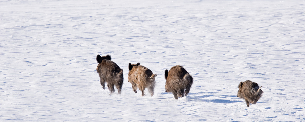 Groupe de sangliers