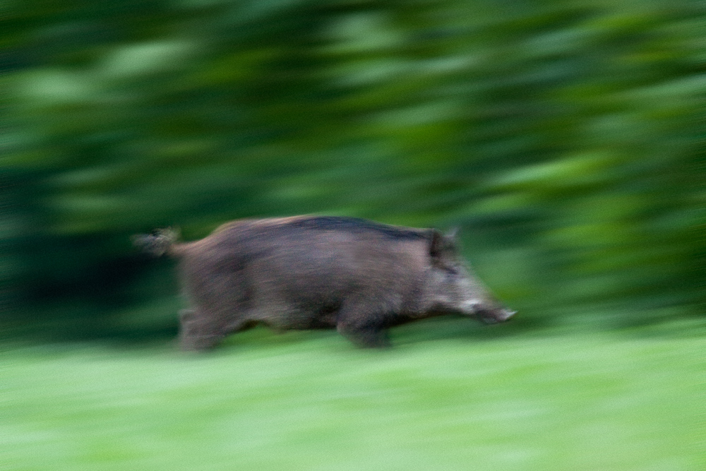 Sanglier male a l'aube