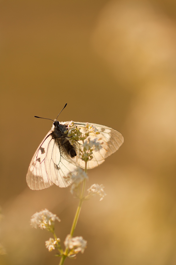 Papillon semi-apollon aux premiers rayons du soleil