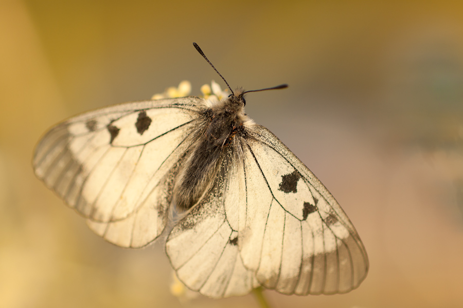 Papillon semi-apollon se chauffant au soleil