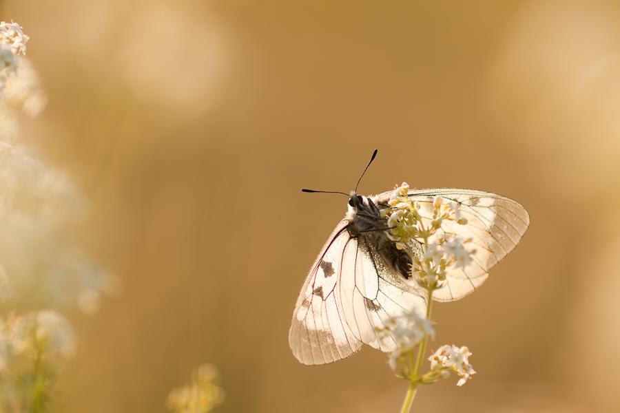 Papillon semi-apollon aux premiers rayons du soleil
