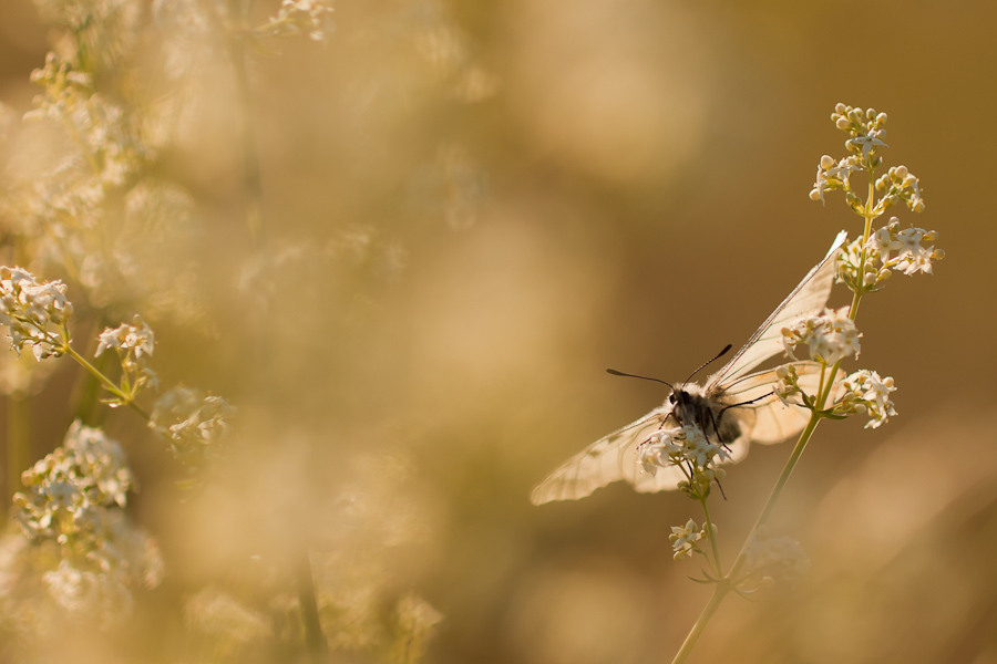 Papillon semi-apollon aux premiers rayons du soleil