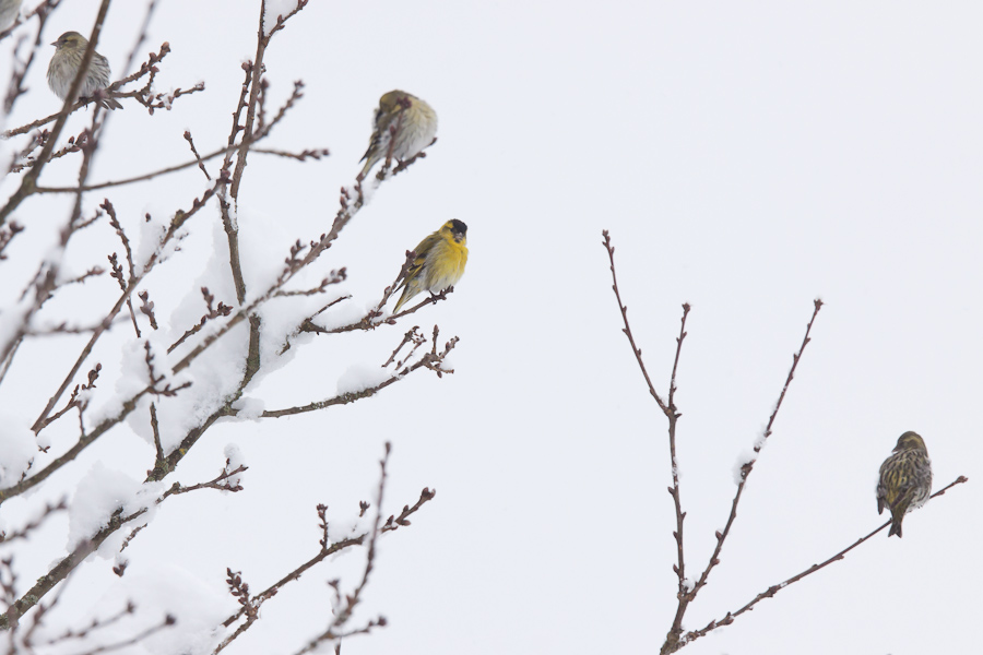 Groupe de tarins des aulnes en hiver