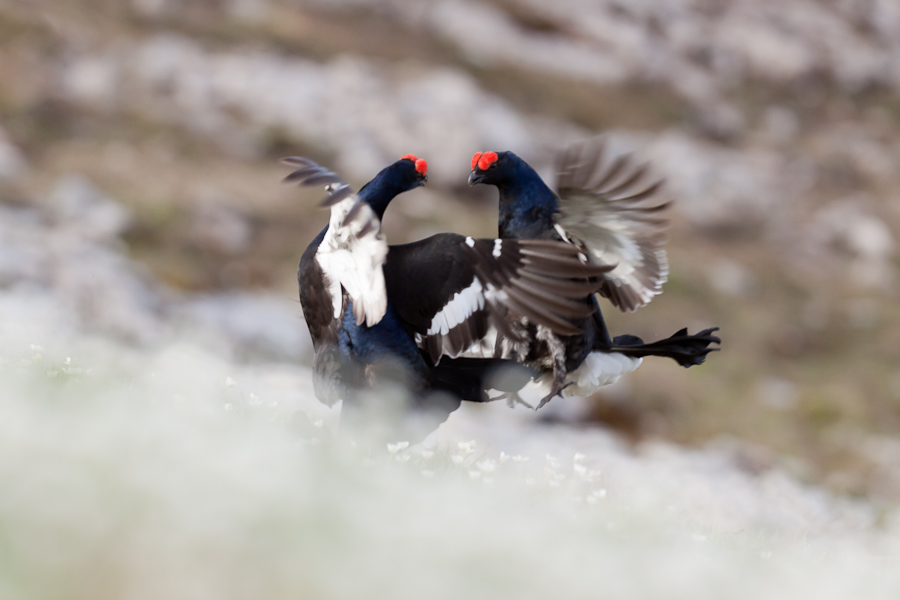 Affrontement et combat de tetras lyre male