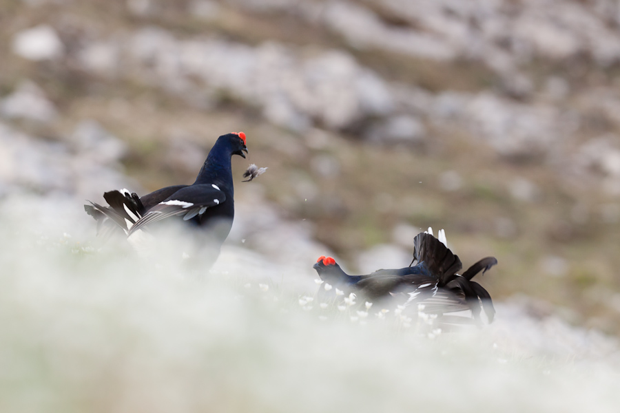 Affrontement et combat de tetras lyre male