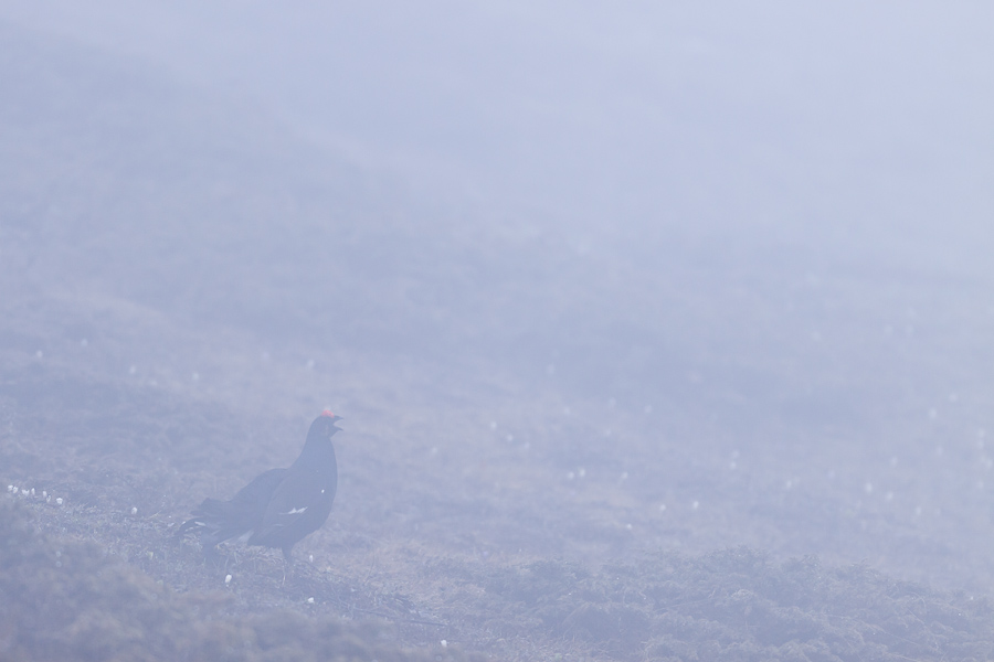 Parade du tétras lyre dans le brouillard