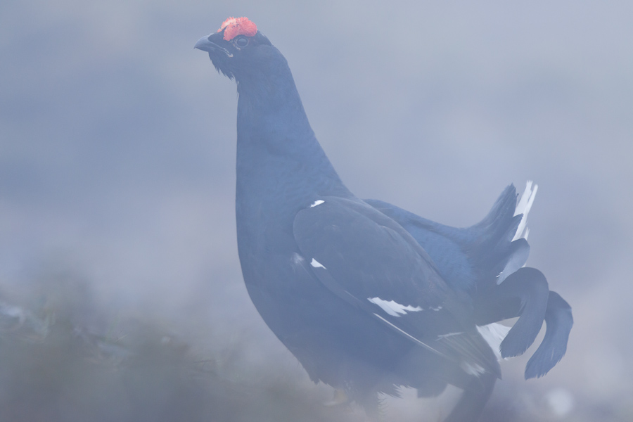 Portrait de tétras lyre mâle pendant les parades dans le brouillard