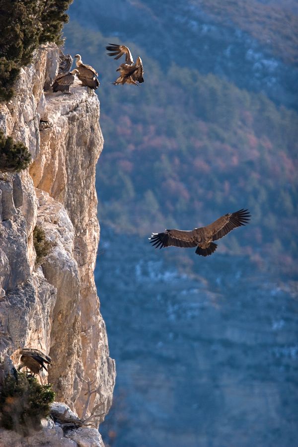  Vautour fauve atterrissant