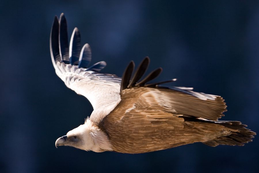 Vautour fauve en vol