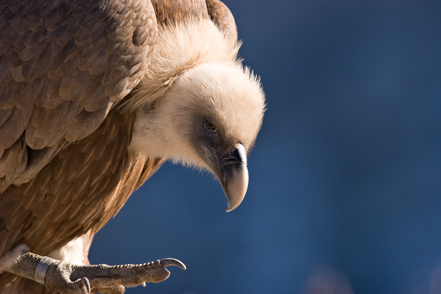 Portrait de vautour fauve