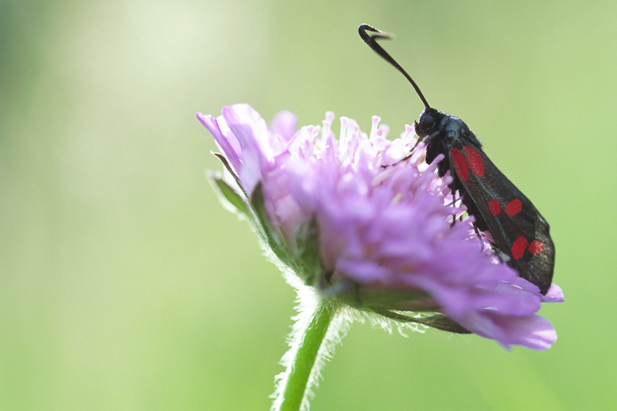 Papillon zygène de la filipendule et scabiaeuse