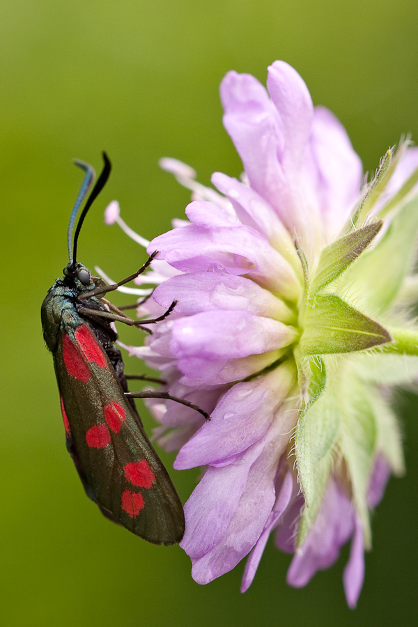 Papillon zygène