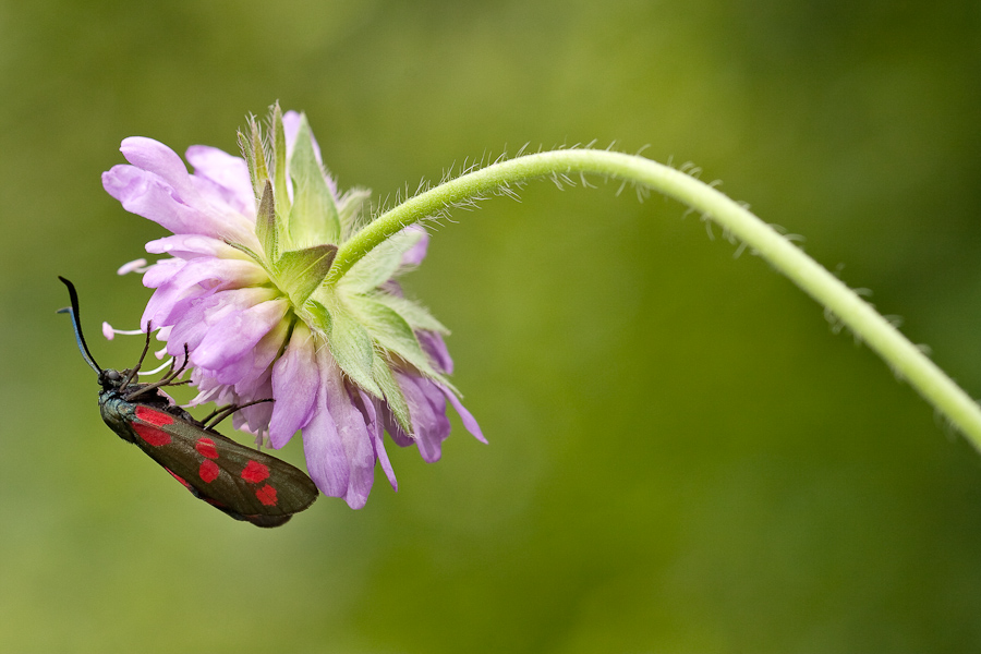 Papillon zygene