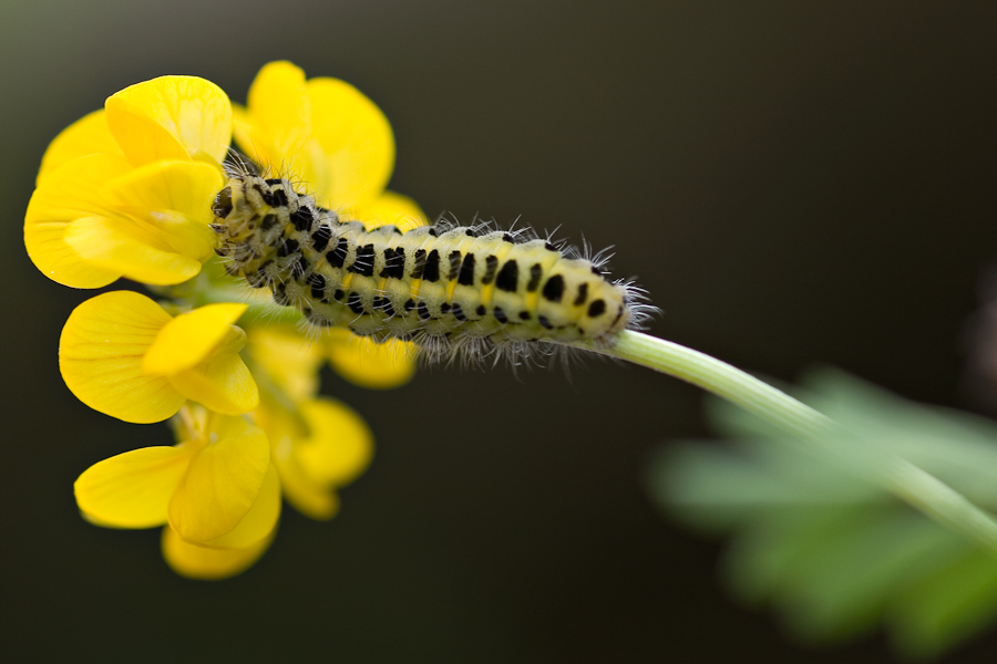 Chenille de zygene de la filipendule