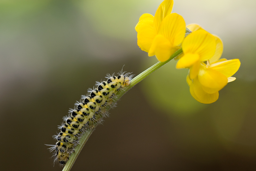 Chenille de zygene de la filipendule