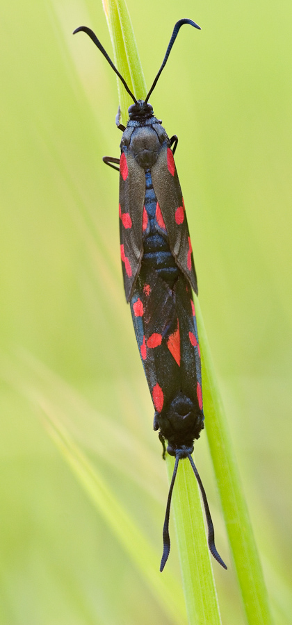 Accouplement de zygènes de la filipendule